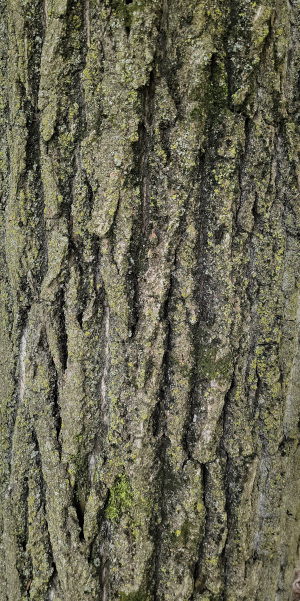 Eastern Cottonwood Bark